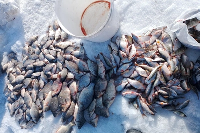 Омичи везут рыбу ведрами с озера Чаны