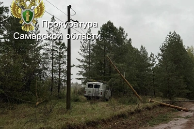 Рабочий погиб под упавшим деревом в Самарской области