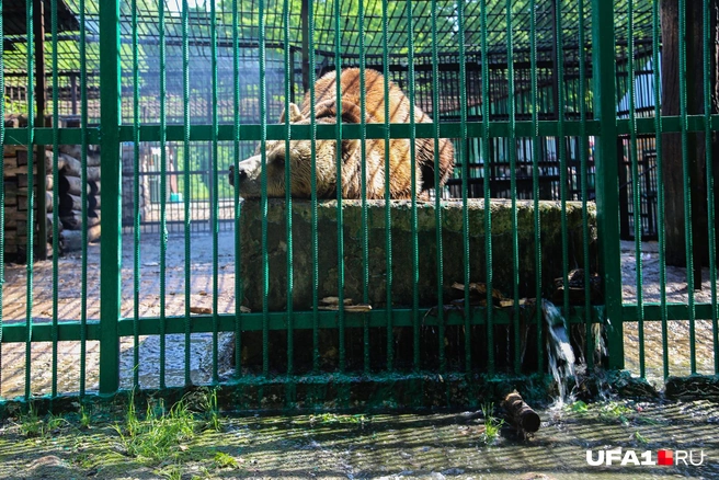 Только медведь Потап не в восторге от водных процедур | Источник: Тимур Шарипкулов