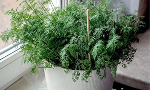 Как вырастить укроп на подоконнике в домашних условиях: полная инструкция