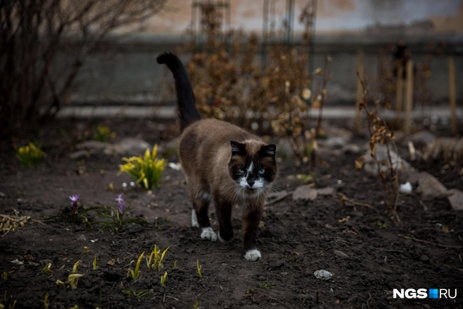 Лучшие борцы с мышами скоро покинут дачные участки, поэтому грызунам будет раздолье | Источник: Александр Ощепков / NGS.RU