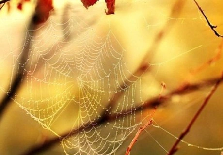 Синоптики рассказали, когда наступит бабье лето | ya62.ru