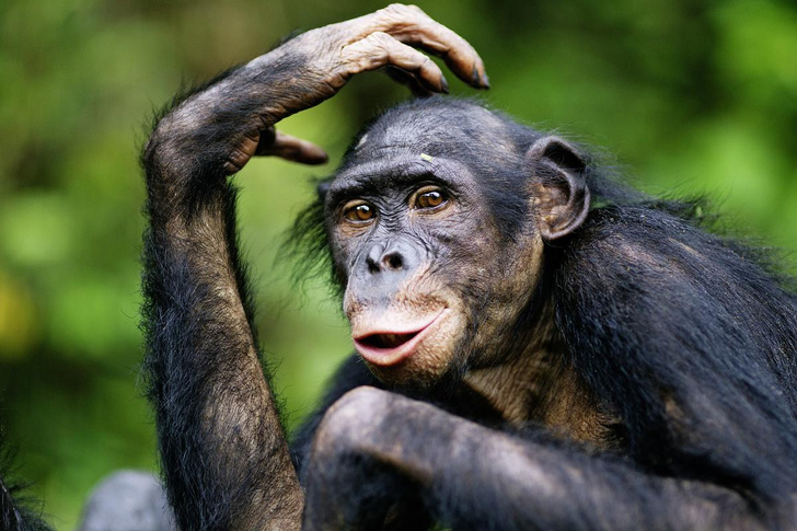 Самый умный: 6 примеров выдающегося интеллекта среди животных