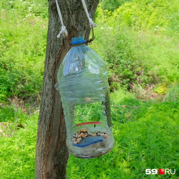 Источник: Тимофей Калмаков / 59.RU