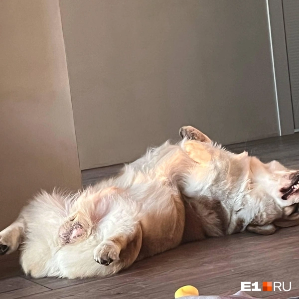 Спящий корги Данила | Источник: Данил