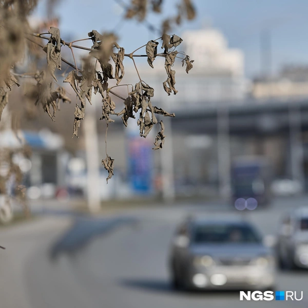 Зелени в городе уже и нет | Источник: Александр Ощепков / NGS.RU