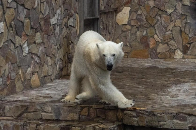Такого вы еще не видели: посмотрите на медведицу Хаарчаану в новом ракурсе | Источник: Михаил Огнев / FONTANKA.RU