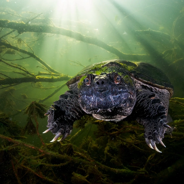 Финалист в номинации «Подводная съемка» | Источник: Jake Stout / Wildlife Photographer of the Year 2025