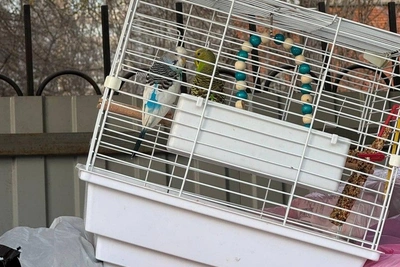 Саратовцы спасли попугаев, выброшенных на мусорку