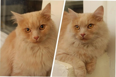 Chubby Mini-Lion: Cat Dobrynya Seeks Home in Novosibirsk
