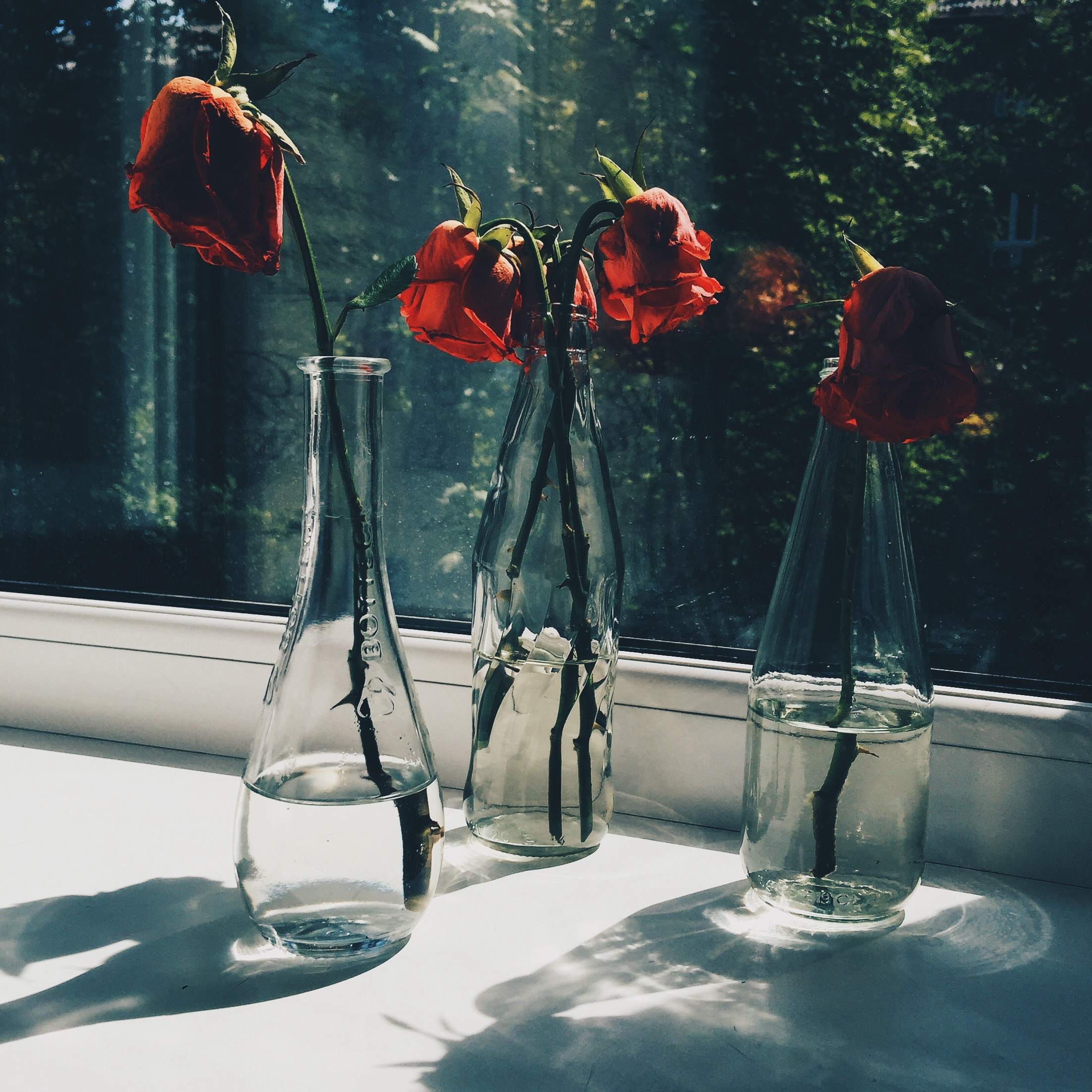 Засохшие цветы в вазе