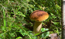 Чистить в тот же день: 7 правил, которые не дадут отравиться грибами