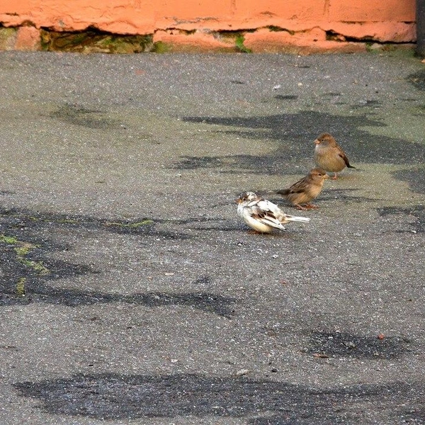 Источник: Павел Глазков / «Каждой твари по паре»
