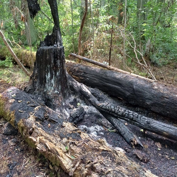 Источник: УТ МВД России по СЗФО