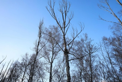 На восстановление леса после Северного обхода выделят 50 млн