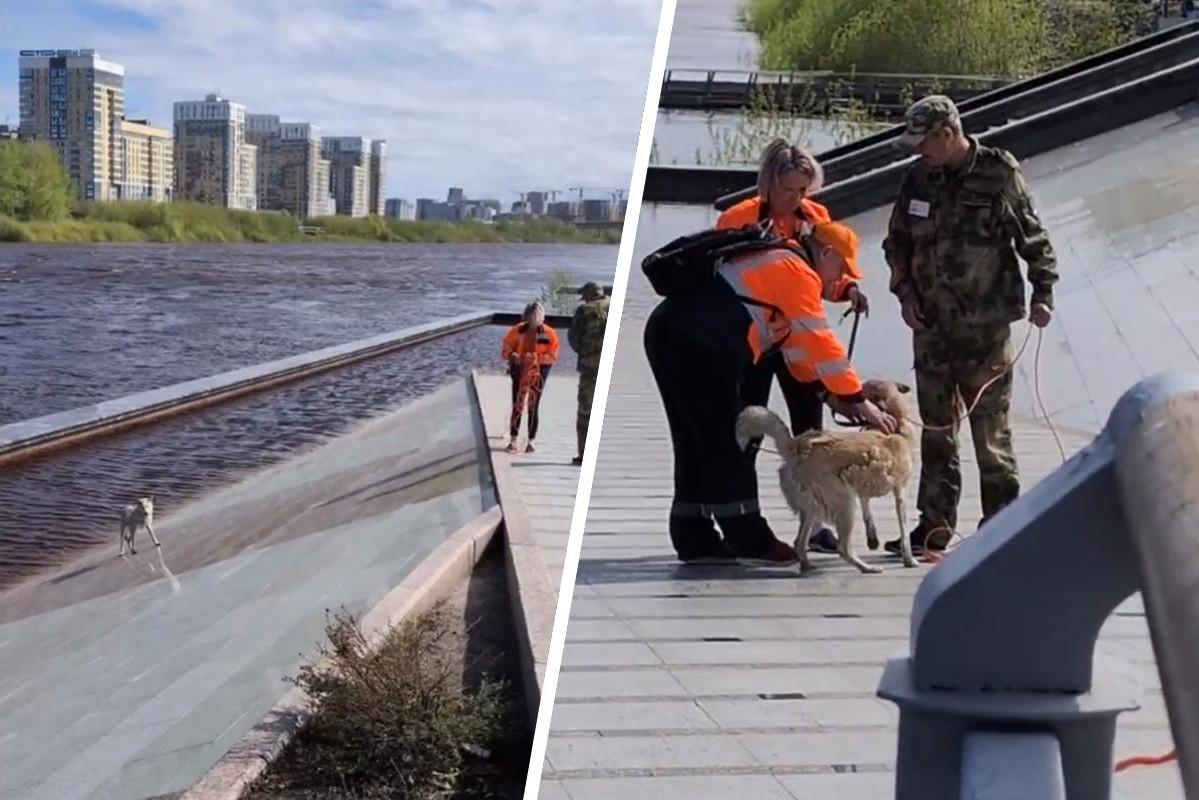 На тюменской набережной спасли собаку