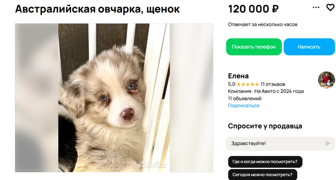 Аусси станет идеальным другом | Источник: Авито