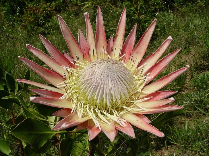 Королевская протея (Protea cynaroides) | Источник: Викисклад, public domain