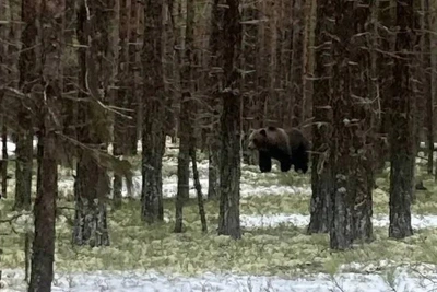 Медведя, убившего охотника, застрелили под Пинегой
