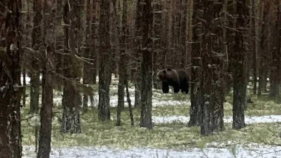 Застрелили медведя, который убил охотника в Архангельской области