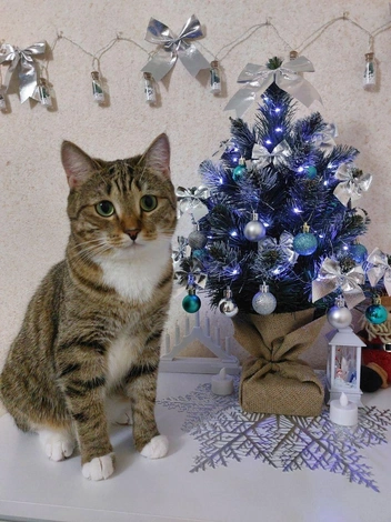 Кошка Шаня в костюм не нарядилась, но она прекрасна и без него&nbsp;— только взгляните на эти глазки! | Источник: читатель НГС