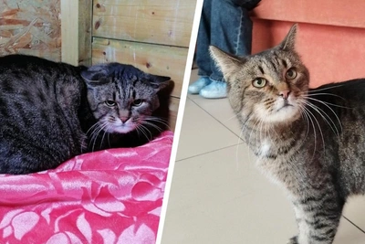 Adult cat in Arkhangelsk overcomes fear and stress