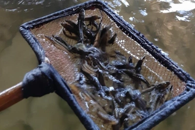 Ученые предлагают разводить рыбу из криоспермы в Азовском море