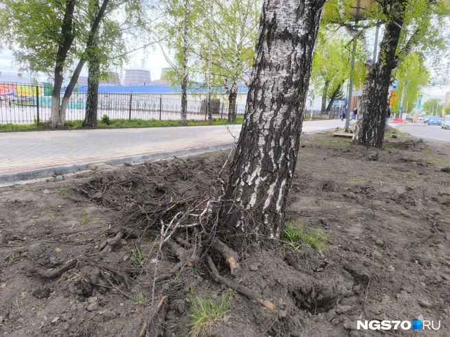 Береза рядом с Кулагинским рынком на Фрунзе | Источник: предоставлено членом городской ландшафтной комиссии Еленой Пожидаевой