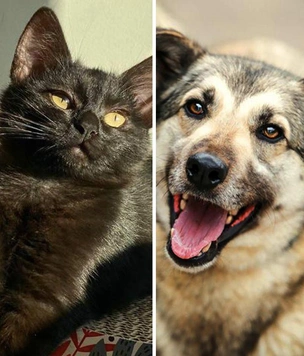 Котопёс недели: Клякса и Кэш ждут встречи со своими людьми