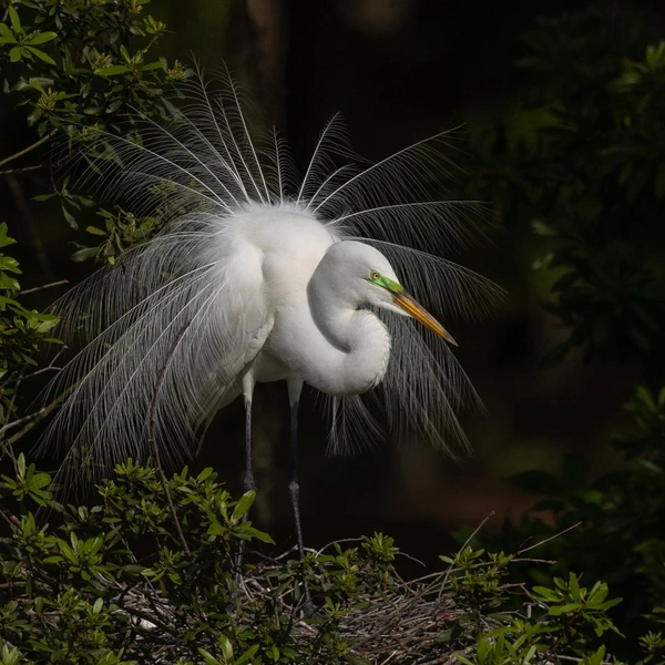 Источник: Jacqueline Schletter / Fine Art Photography Awards 2025