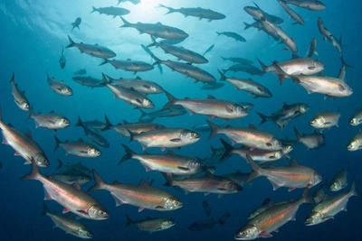 Потепление морской воды угрожает уловам в Хабаровском крае