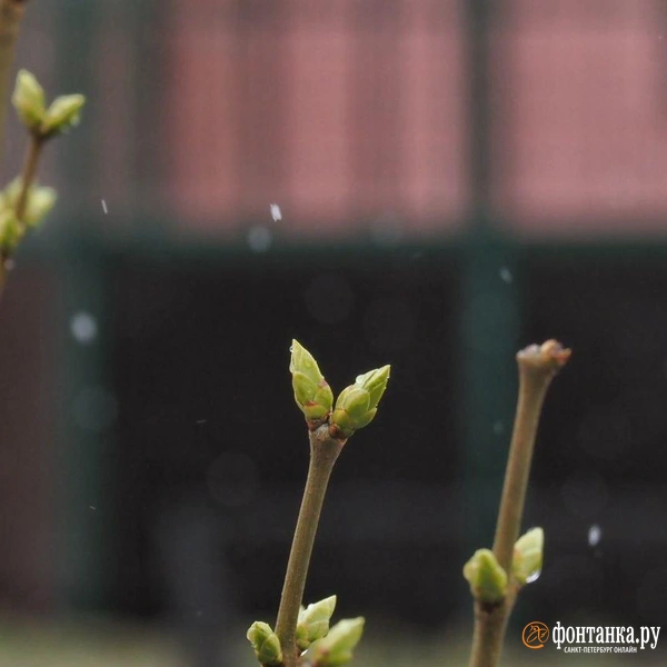 Источник: Михаил Огнев / «Фонтанка.ру»