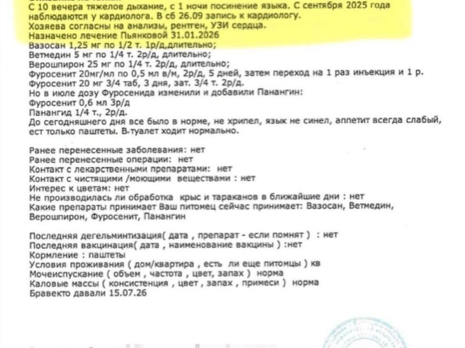 В выписке из медкарты указано, когда собаке стало плохо и что хозяева выразили согласие на УЗИ и рентген | Источник: предоставлено ветклиникой «Клевер»