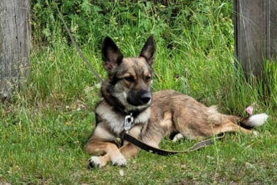 На Сортировке в Екатеринбурге украли собаку у мужчины