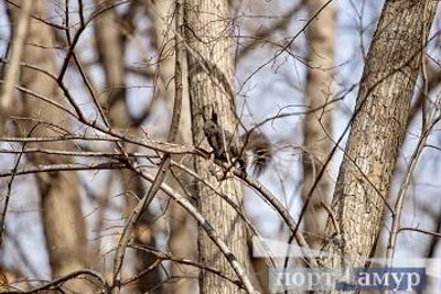 Снег и усиление ветра ожидаются в Приамурье 2 апреля