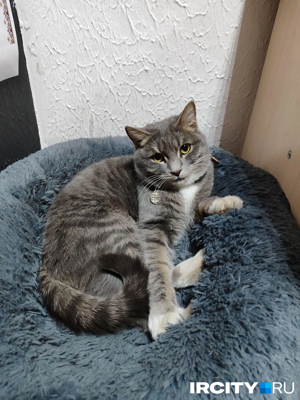 У Оззи в рок-школе есть своя лежанка и все другие кошачьи удобства  | Источник: Алина Ринчино / «ИрСити»