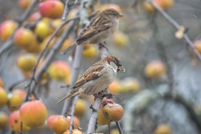 Урожай яблок в следующем году может не оправдать ожидания дачников | Источник: Михаил Огнев / FONTANKA.RU