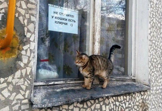 Коты и юмор :-) Здравствуйте, уважаемые, Приятного, времени, суток
