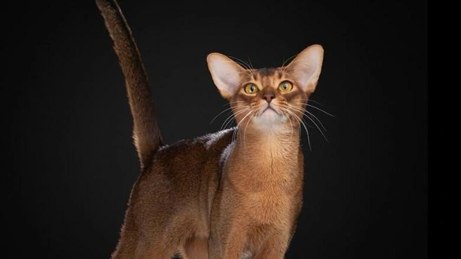 По очереди: первое место… | Источник: wcf-bestcat.de