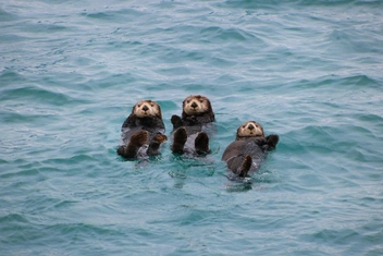 Как наладить отношения с ребенком: 20+ милых открыток с выдрами, которые вас всему научат