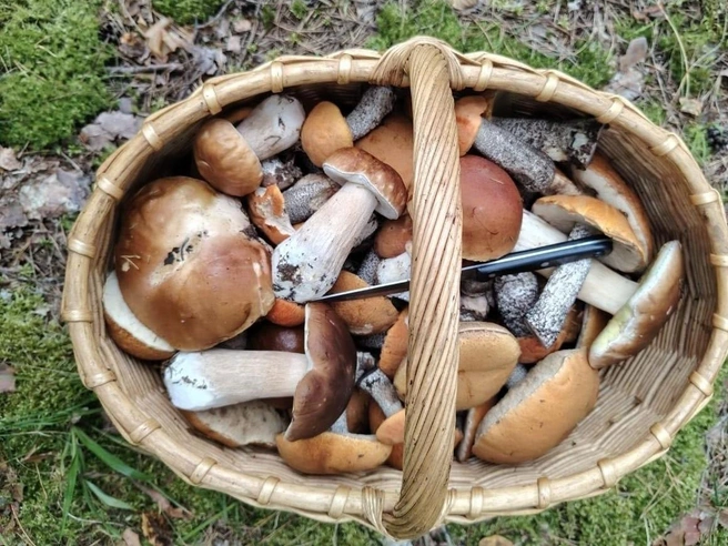 Ценные шляпки можно найти в Серпуховском, Луховицком, Ногинском, Талдомском, Орехово-Зуевском районах. | Источник: Матвей Квасов / Грибы в Подмосковье 2025 / VK.com