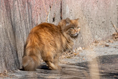 Женщина забила кота сковородкой и получила 300 часов работ