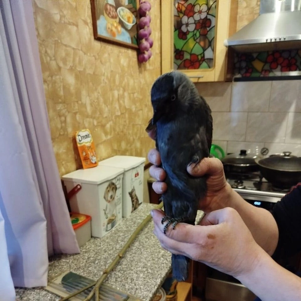 Источник: КОШКИСПАС. Спасение животных