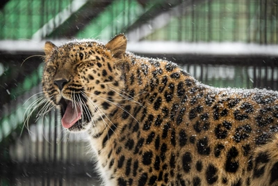 Аномальные морозы в Иркутске: прогноз синоптиков на неделю