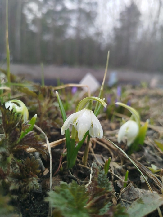 Подснежник белоснежный Flore Pleno | Источник: Сургутский ботанический сад