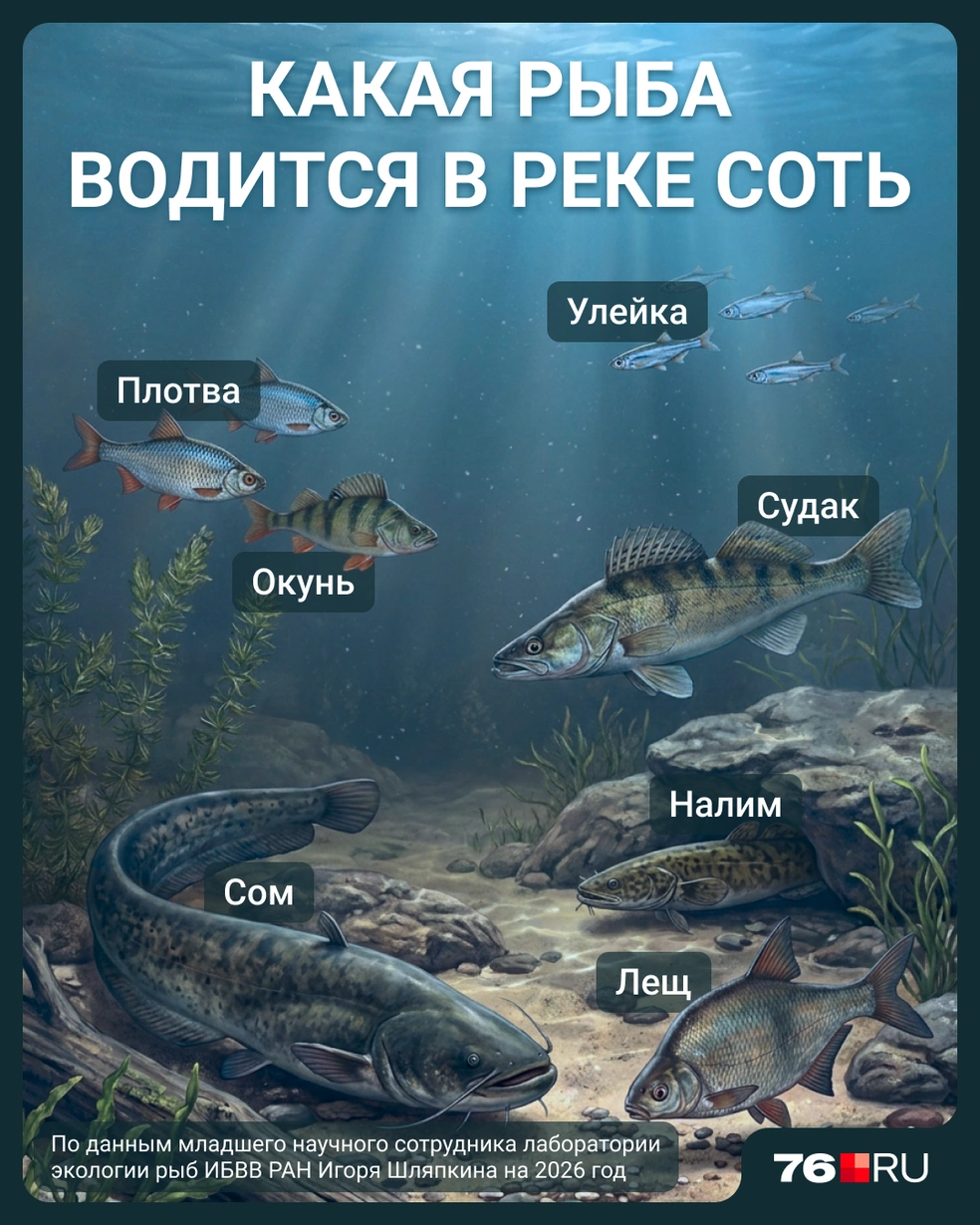 Какие виды рыбы обитают в Соти | Источник: Мария Романова / Городские медиа