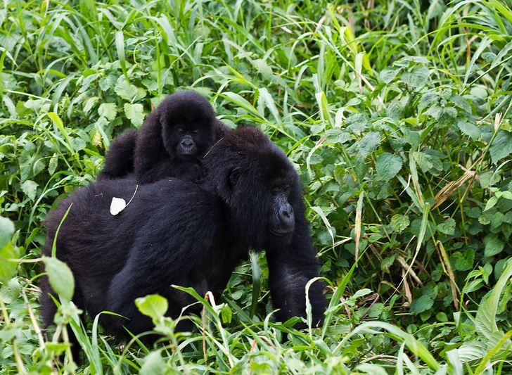Принцесса джунглей: как зоолог Дайан Фосси спасала горных горилл
