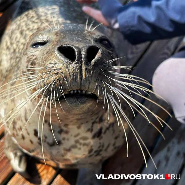 Источник: Елена Буйвол / VLADIVOSTOK1.RU