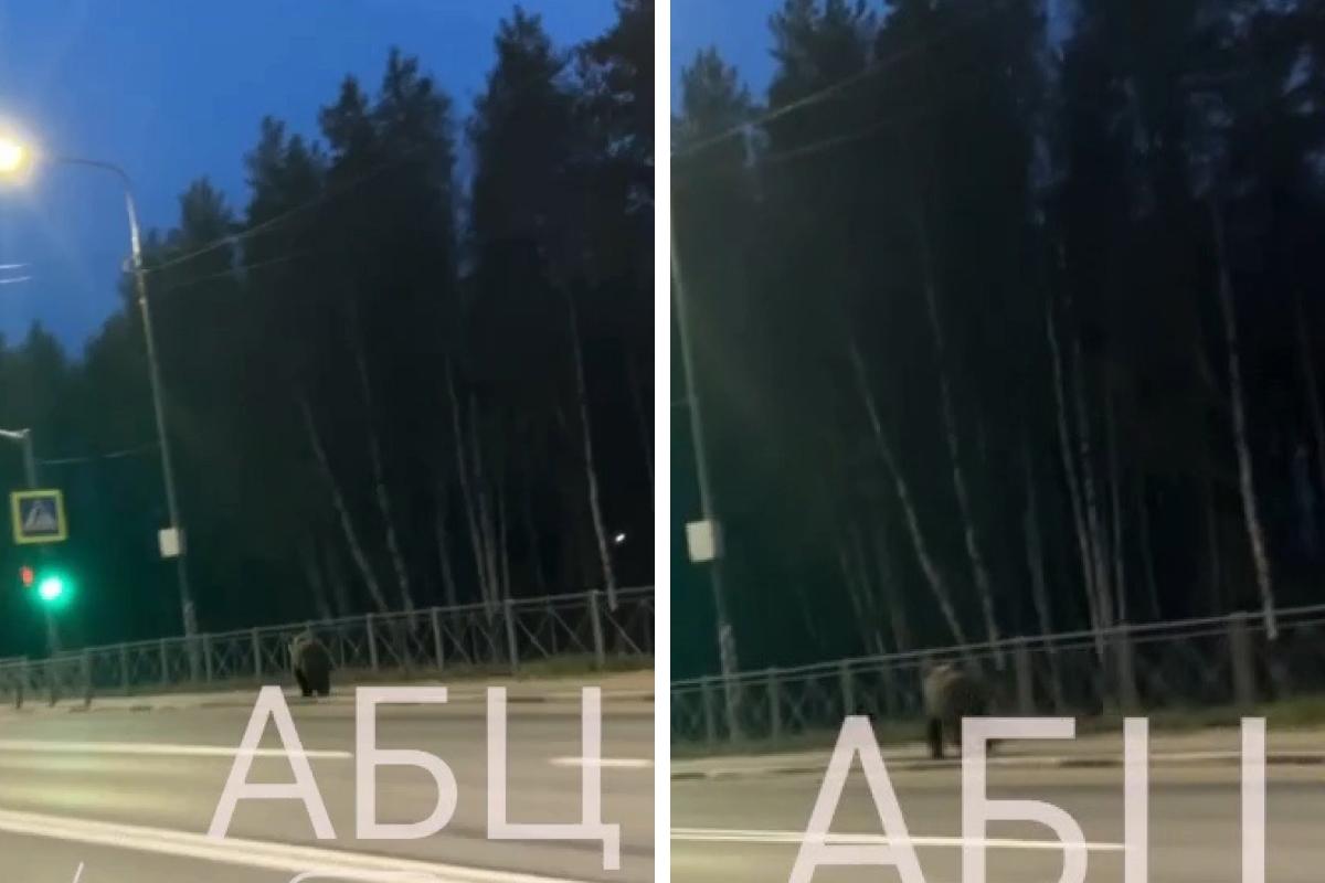 На трассе между Архангельском и Северодвинском заметили медведя: видео