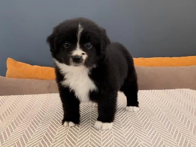 У щенка&nbsp;— знаменитые и талантливые предки | Источник: Avito.ru